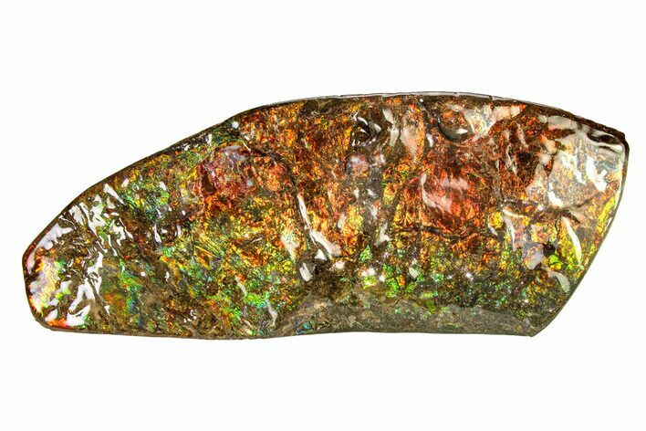 Flashy Ammolite (Fossil Ammonite Shell) - Rainbow Colored #336365
